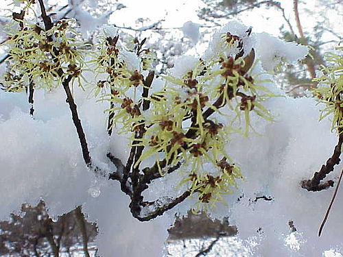 Hamamelis mollis